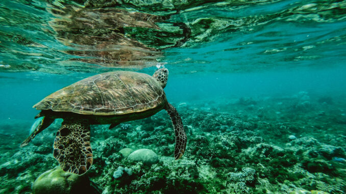 turtle